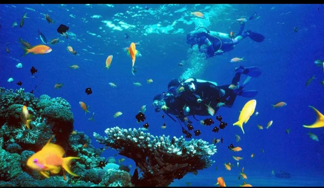 🌊🤿 Discover Scuba Diving Experience – El Gouna 🐠 Scuba Diving El Gouna /Screenshot_٢٠٢٦٠٧٠٢_١٨٤٦٣٤_ChatGPT.jpg